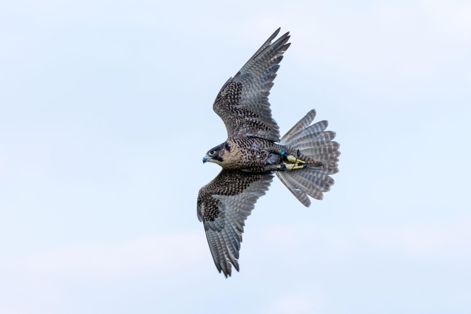 Falcon Hospital Tour in Abu Dhabi