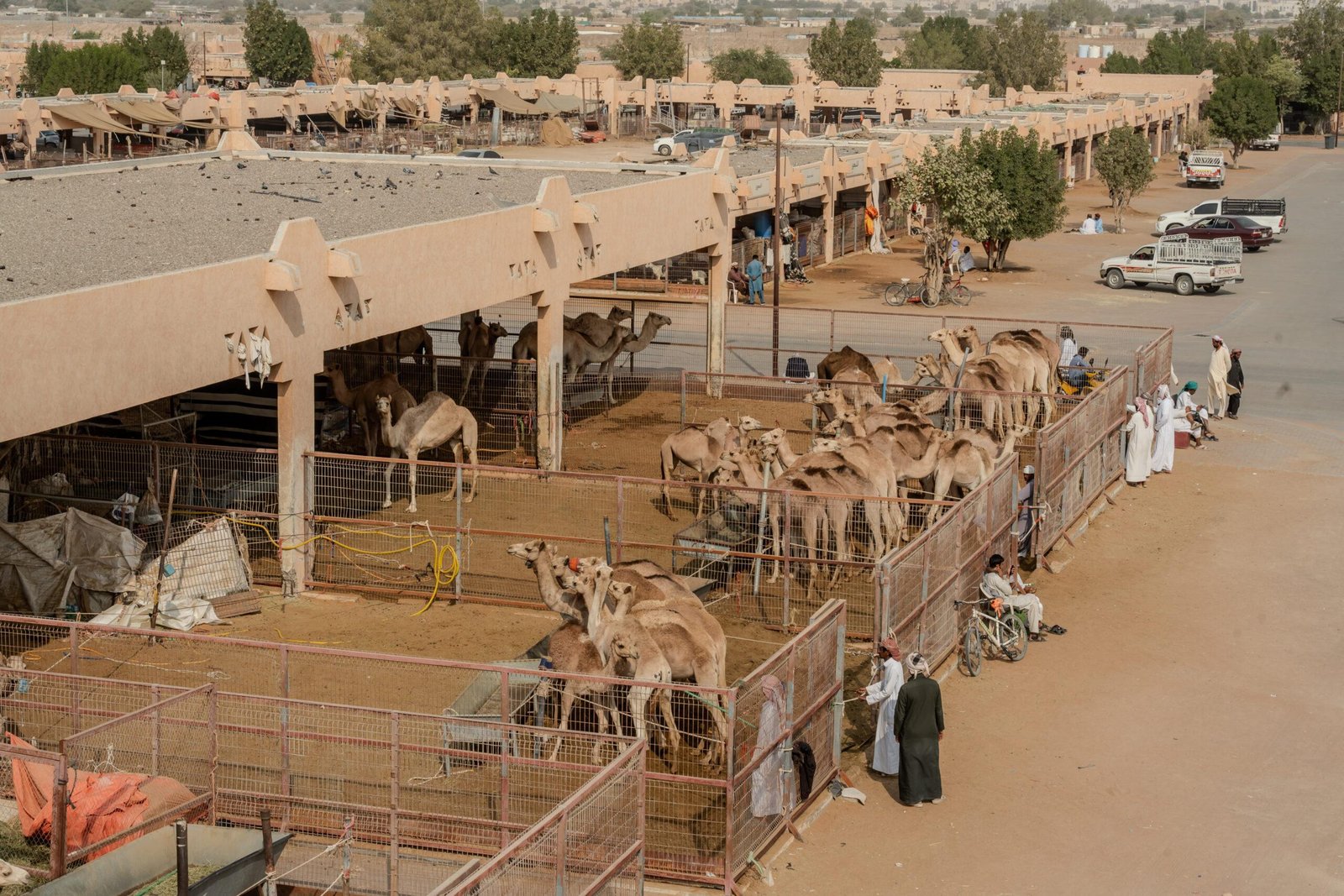 Al Ain Sightseeing Sharing Experience
